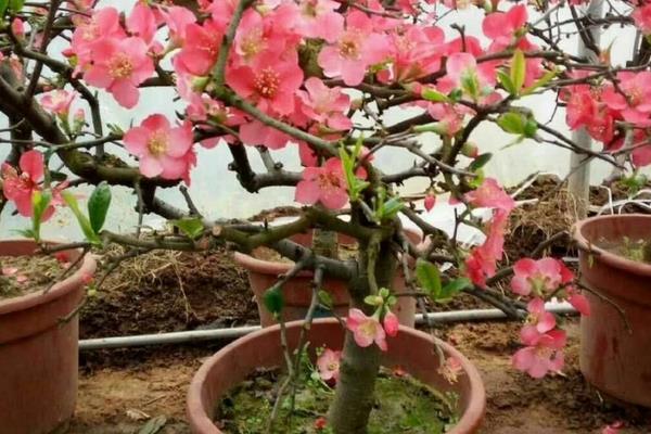 寿星桃花盆景的养殖方法，每隔5天浇一次水