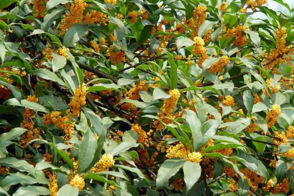 桂花树的品种，常见的有四季桂、丹桂、金桂等