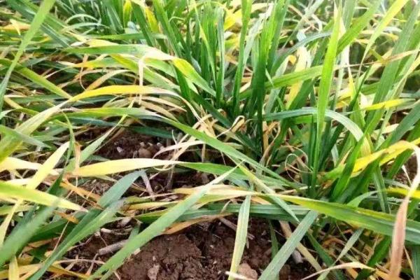 小麦叶尖发黄干枯的原因，可能是土壤过于干燥所导致的