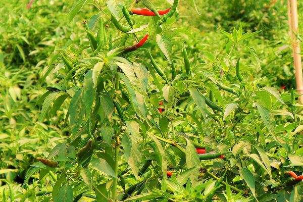 辣椒的掐尖方法，生长到16厘米左右进行