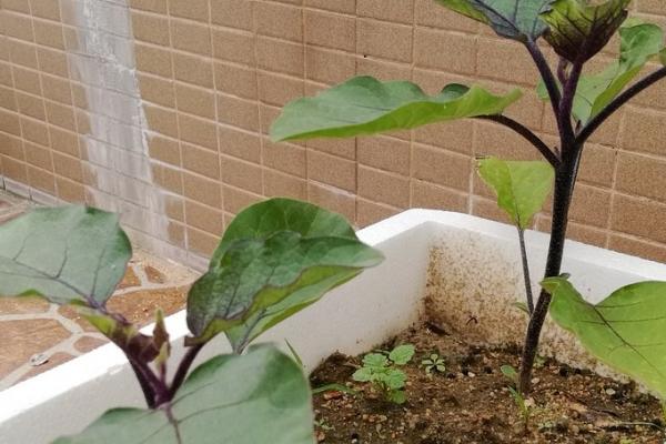 盆栽茄子的种植方法，首先种植前土壤要先消毒
