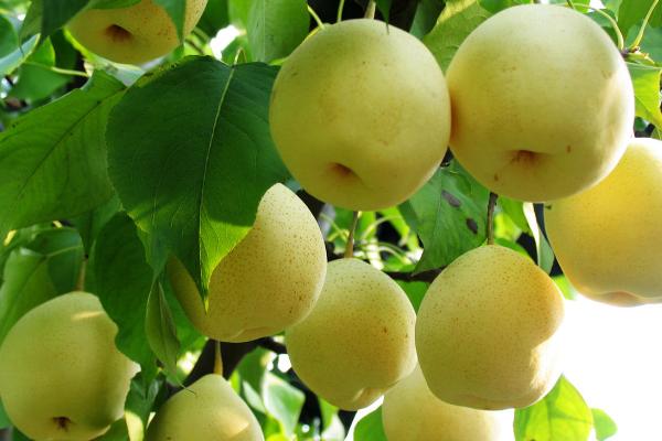 梨子的品种，常见的有啤梨、鸭梨、秋月梨等