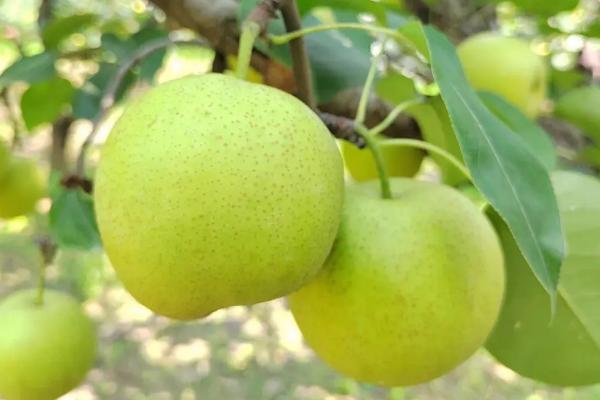 梨子的品种，常见的有啤梨、鸭梨、秋月梨等