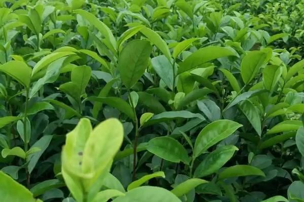茶叶病虫害及防冶方法，虫害主要有茶尺蠖、茶蚕、茶毛虫、茶黑毒蛾等