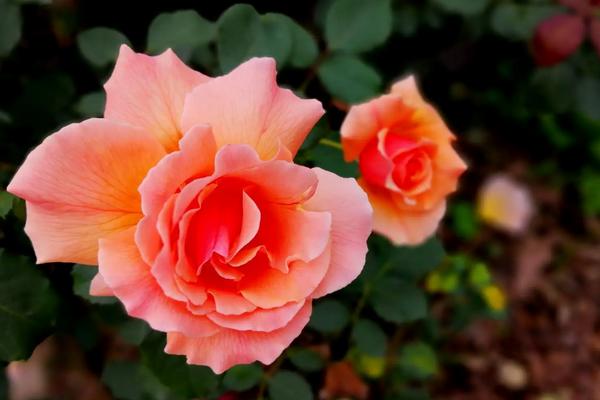 花语真美指的是哪种花，指的是玫瑰花