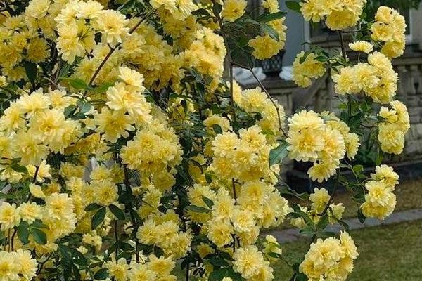 黄木香的开花时间，每年5-6月份时开花