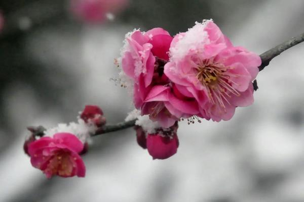 梅花什么时候开花，花期在每年1-3月份之间