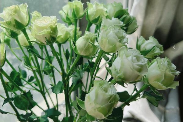 绿色玫瑰的花语，纯真简朴、青春常驻、生机勃勃均是它的花语