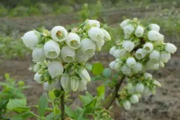 蓝莓的种植方法和技术