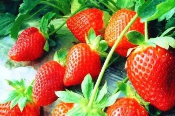 草莓的种植方法及管理技术