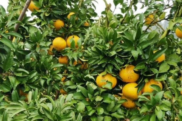 阳光一号柑橘简介，分为特早熟品种和中晚熟品种