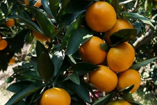 阳光一号柑橘简介，分为特早熟品种和中晚熟品种