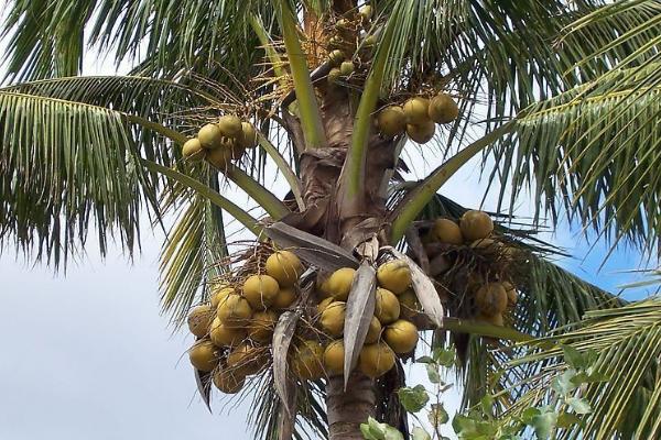 椰子的品种，有海椰子、猩红椰子、万宁金椰子等