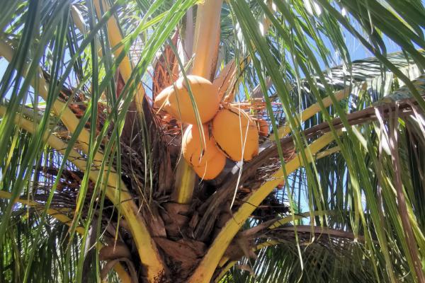 椰子的品种，有海椰子、猩红椰子、万宁金椰子等
