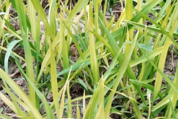 水稻叶片发黄的原因，可能是缺乏养分或土壤不适等
