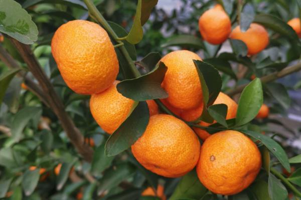 广西沙糖桔的产地，梧州、永福、荔浦等地都盛产砂糖橘