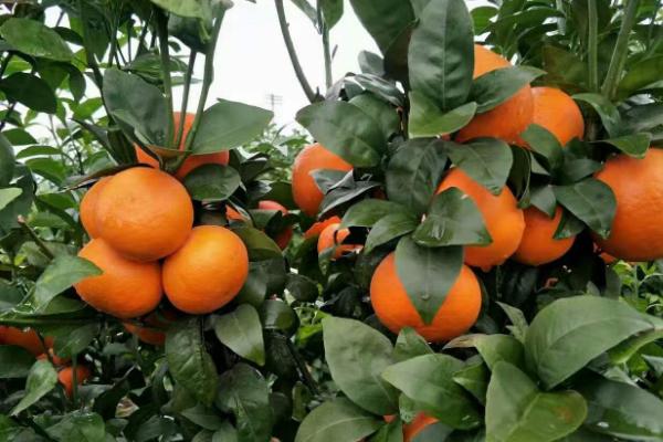 广西沙糖桔的产地，梧州、永福、荔浦等地都盛产砂糖橘