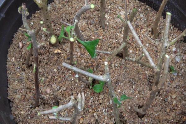 三角梅插枝的养殖方法，需要选择一年生以上的枝条