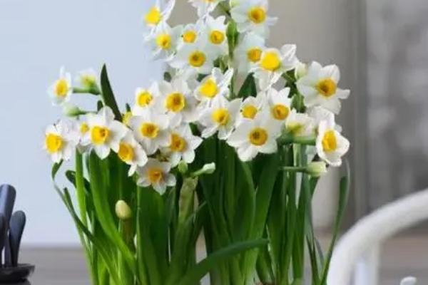 水仙花什么季节开，春季2-3月开放