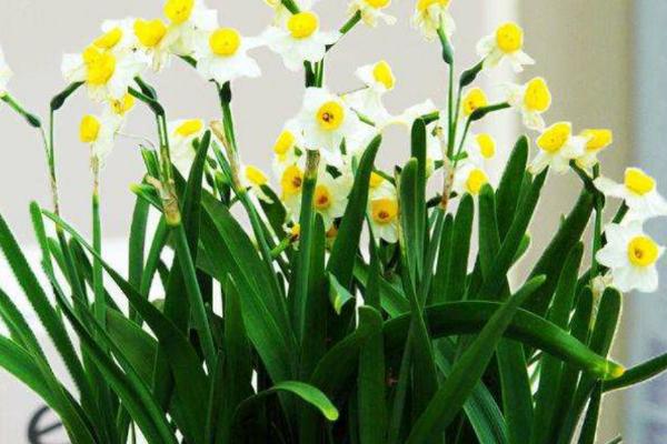 水仙花什么季节开，春季2-3月开放