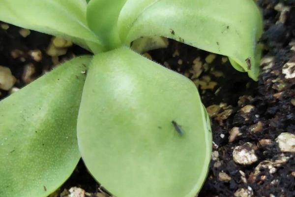 家里绿植有小飞虫怎么处理，可以放粘虫板或喷大蒜汁等