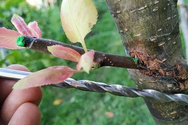 梨树的嫁接技术，在春天以及秋天均可嫁接