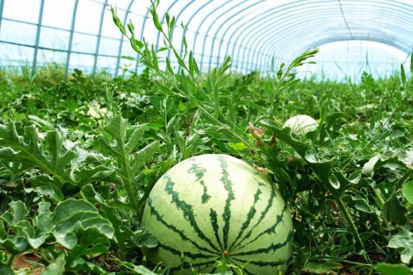 大棚西瓜怎么种植，在幼苗期间需要控制水量