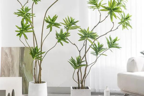 百合竹适合在客厅养吗，适合客厅半阴的环境