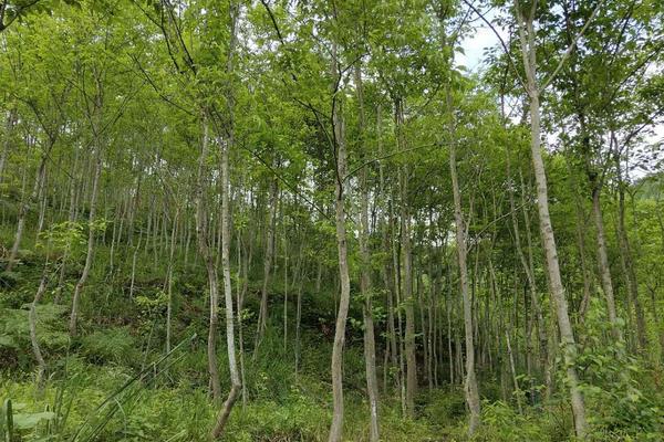 杜仲树能长多高，最高能长到20米