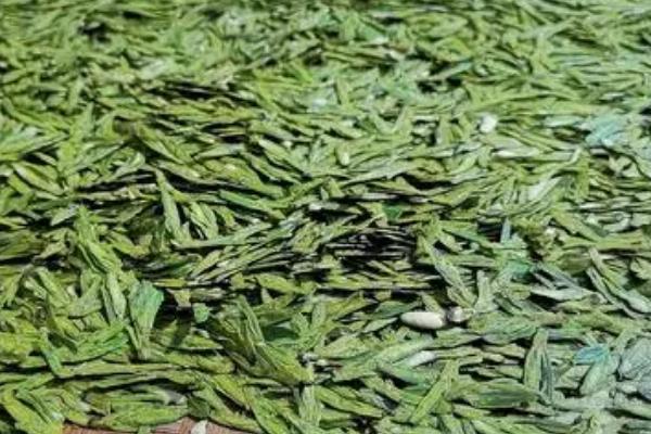 新昌西湖龙井是绿茶吗，属于绿茶