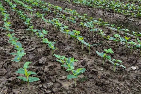 梅豆角的种植方法，可以采用穴播的方式进行播种