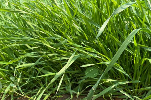 常用的一年四季都绿的草种有哪些，常用的有高羊茅、紫羊茅、黑麦草等