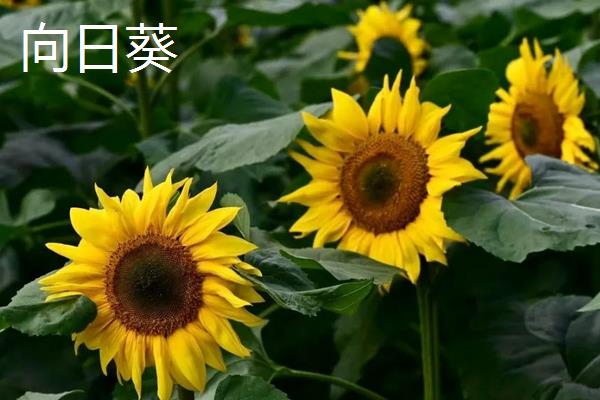 太阳花和向日葵的区别，品种、花朵和花期均不同