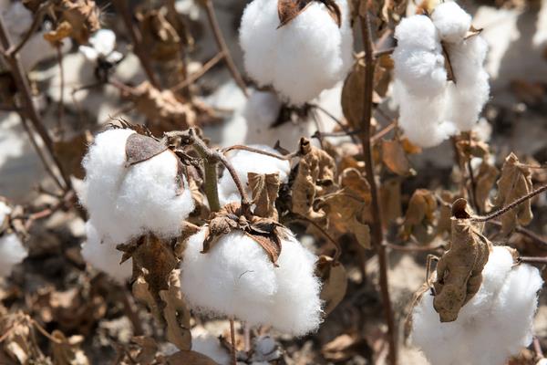 棉花是不是植物的花，不是植物的花而是种子纤维