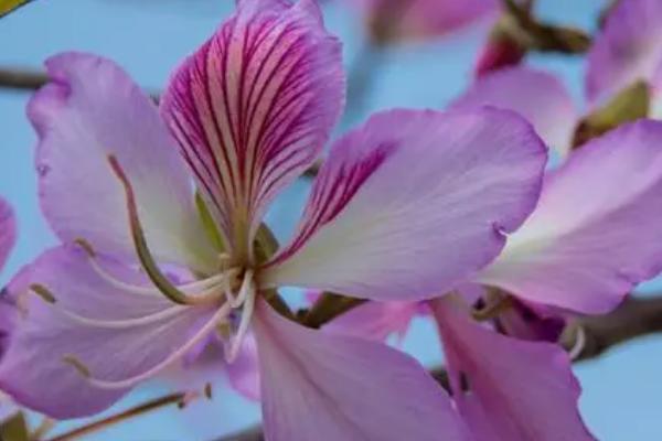 紫荆花的花语，寓意家庭和睦、兄弟情深等