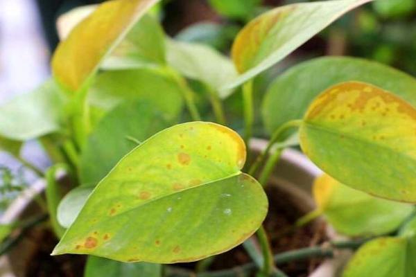 绿箩叶子尖发黄的原因，可能是光照太强或缺少水分等