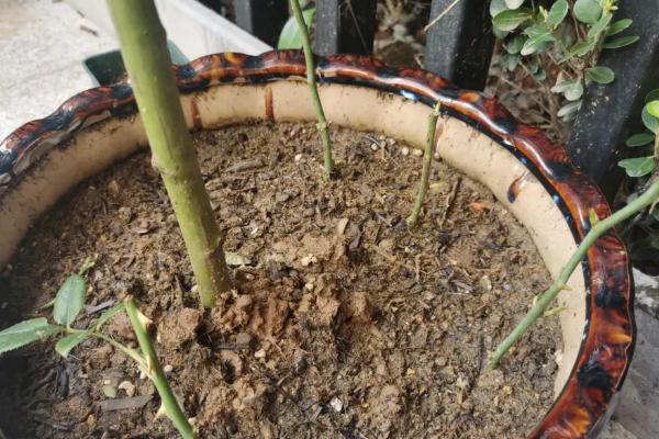 木瓜海棠花的养殖方法，入盆前需对土壤进行杀菌消毒处理
