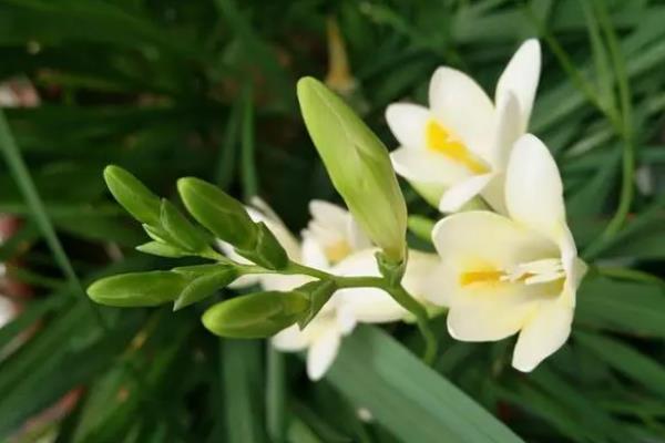 香雪兰几月开花，在每年2-5月开花
