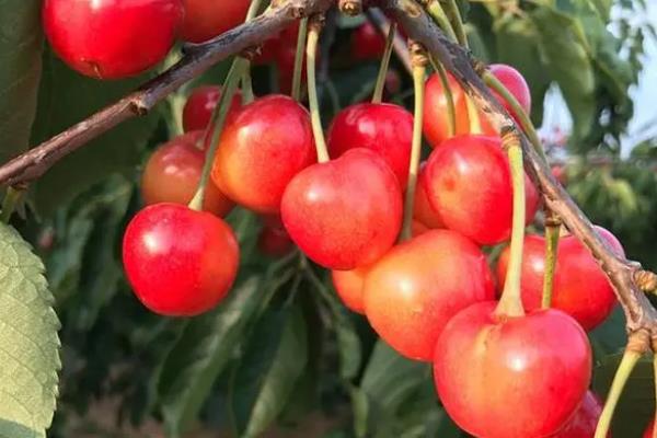南阳樱桃品种介绍，是樱桃中一个中晚熟品种