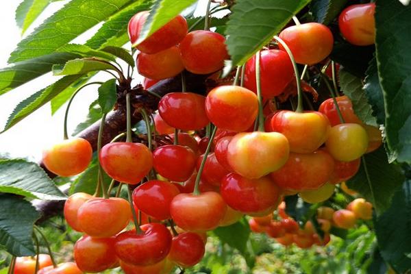 南阳樱桃品种介绍，是樱桃中一个中晚熟品种