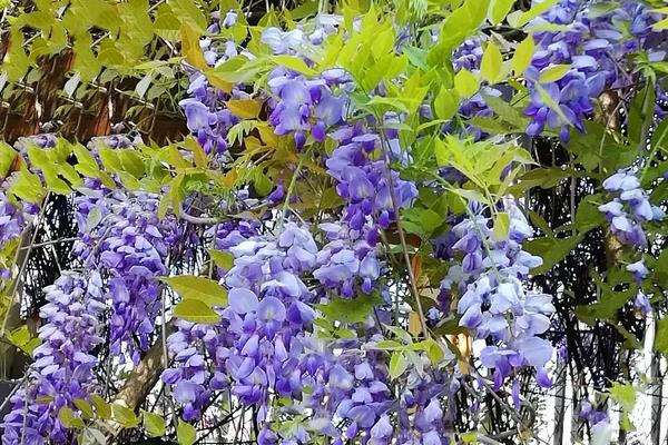适合阳台种植的攀爬植物，常见的有常青藤、紫藤花等