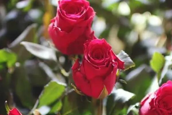 各种花卉的花语，红玫瑰寓意我爱你、热烈等