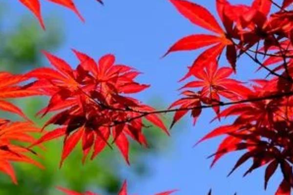 红枫几月份会长出新叶子，一般在春季3月份长新叶子
