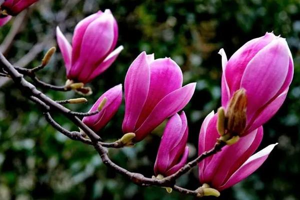 紫玉兰的花语，寓意浓烈的思念和想念