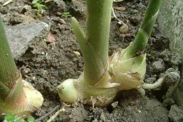 变态茎是都长在土里吗，大部分长在土里