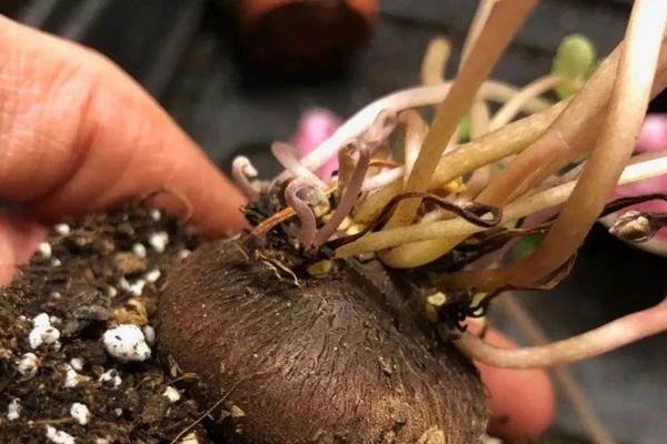 变态茎是都长在土里吗，大部分长在土里