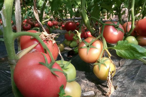 露地西红柿的种植管理技术，种子在种植前需浸种
