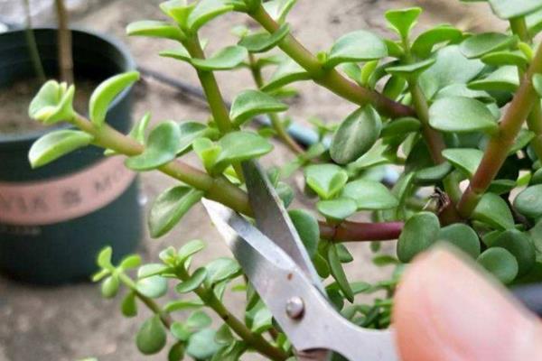 金枝玉叶盆栽修剪方法，3-4月或8-9月修剪为佳
