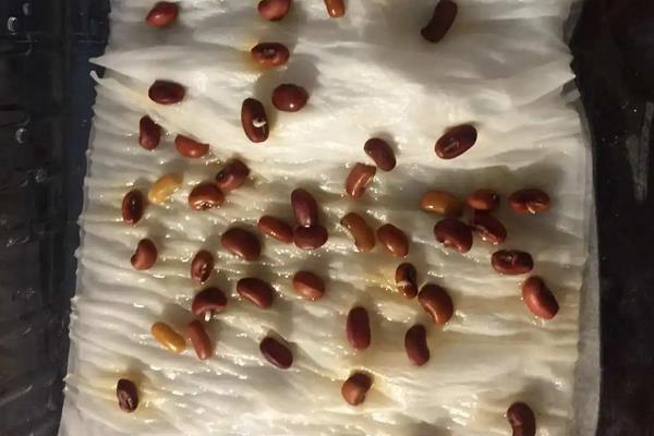 几天可以看出红豆种子发芽，浸泡在清水中1-2天就可发芽