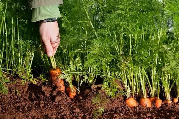 胡萝卜种植多少天出苗，只需要一周的时间